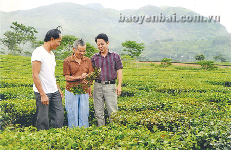 Cụ Nguyễn Hữu Bính thăm lại đồi chè tự tay mình trồng.
