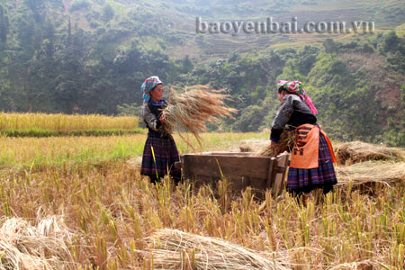 Người dân xã Khao Mang thu hoạch lúa.
