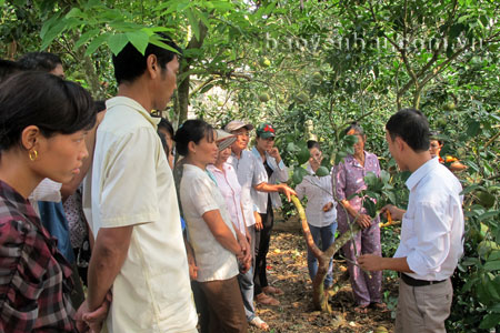 Một lớp hướng dẫn kỹ thuật trồng bưởi ở xã Đại Minh (Yên Bình).
