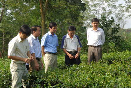 Ủy viên Ban chấp hành Đảng bộ tỉnh, Bí thư Huyện ủy Yên Bình Đồng chí Dương Văn Tiến (giữa) - Bí thư Huyện ủy Yên Bình thăm mô hình trồng chè ở xã Bảo Ái.

