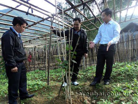 Đồng chí Giàng A Câu (giữa) - Phó bí thư Huyện ủy Trạm Tấu kiểm tra mô hình trồng su su ở xã Phình Hồ.