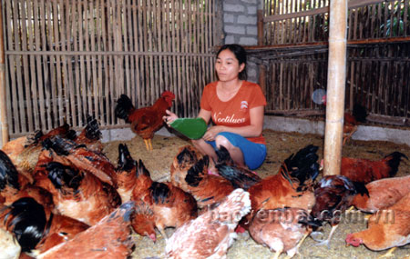Chị Trương Thị Mỹ Hiền chăm sóc đàn gà của gia đình.
