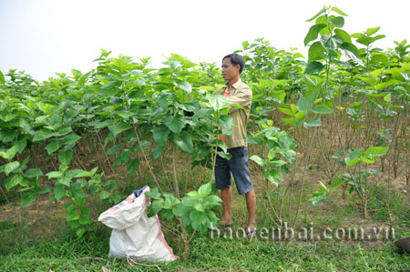 Nhờ chuyển sang trồng dâu, nuôi tằm, gia đình anh Lê Văn Vinh đã có thu nhập ổn định. 
