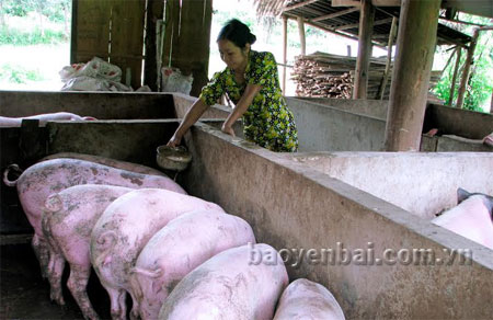 Áp dụng tốt khoa học kỹ thuật vào chăn nuôi, mỗi năm, gia đình chị Hà Thị Khêu xuất bán trên 6 tấn lợn hơi.