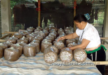 Bí thư chi bộ Hà Thị Tân là một trong những người đầu tiên thử nghiệm trồng nấm Linh chi ở địa phương.
