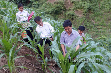 Lãnh đạo xã Trạm Tấu kiểm tra tình hình phát triển của cây ngô hè thu.
