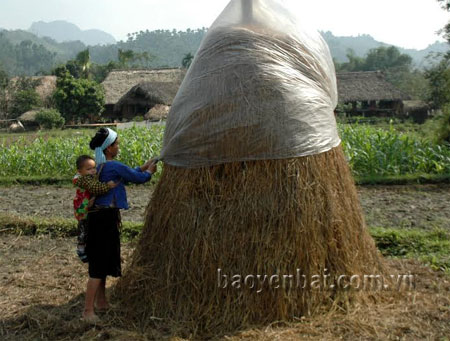 Nông dân xã Lâm Thượng (Lục Yên) chủ động làm cây rơm dự trữ thức ăn cho gia súc trong mùa đông.