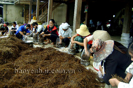 Lớp kỹ thuật trồng nấm theo Đề án 1956 ở huyện Văn Chấn.
(Ảnh: Minh Tuấn)