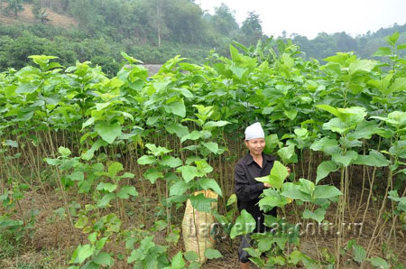 Tân Đồng đã chuyển đổi 32ha ruộng nước sang trồng dâu.
