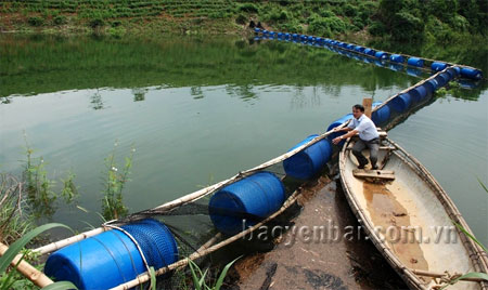 Mô hình nuôi cá quây lưới trên ngách hồ của gia đình ông Lê Tiến Phương.
