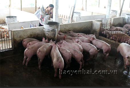 Gia đình chị Hoàng Thị Tuyên chăn nuôi lợn quy mô 50 con/lứa, cho thu nhập gần 200 triệu đồng/năm.
