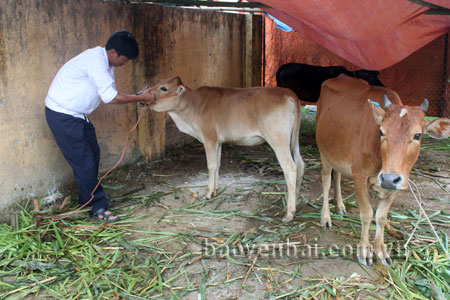 Cán bộ Trạm Thú y huyện Trạm Tấu kiểm tra sức khỏe trên đàn gia súc.
