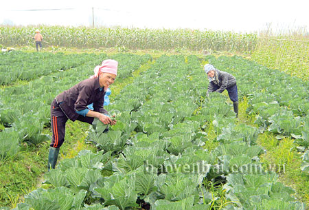 Thực hiện “Di chúc” của Chủ tịch Hồ Chí Minh, nông dân huyện Văn Chấn luôn tích cực thi đua lao động, sản xuất.

