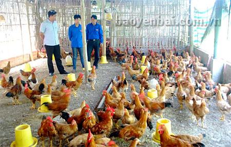Mô hình nuôi gà của đoàn viên Nguyễn Văn Mừng cho thu nhập cao.

