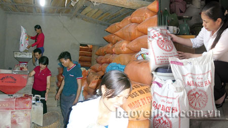 Sản phẩm gạo Bạch Hà ra thị trường thành phố.
