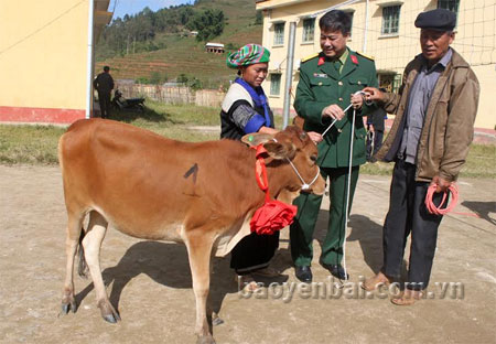 Lãnh đạo Tập đoàn Viễn thông quân đội Viettel trao bò giống cho hộ nghèo huyện Mù Cang Chải