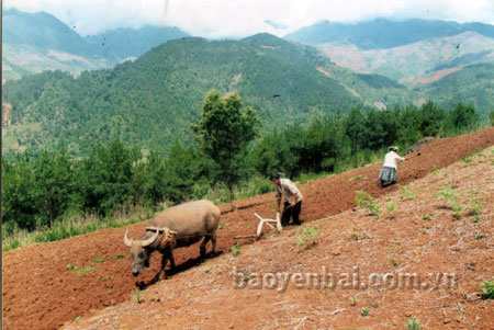 Đồng bào Mông xã Trạm Tấu (Trạm Tấu) làm đất chuyển diện tích lúa nương kém hiệu quả sang trồng ngô cho năng suất cao.
