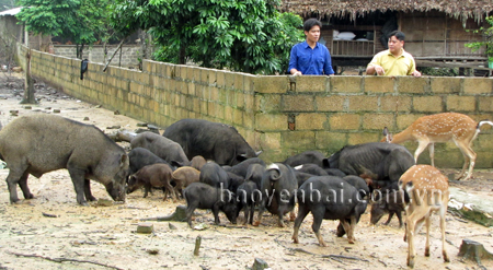 Đàn lợn rừng được duy trì ổn định với số lượng 60 đầu lợn trở lên.
