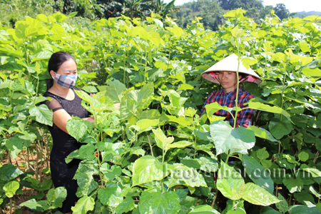 Từ trồng dâu, nuôi tằm, mỗi năm gia đình chị Nguyễn Thị Hòa - thôn 4, xã Tân Đồng (Trấn Yên) thu nhập 80 - 100 triệu đồng.
