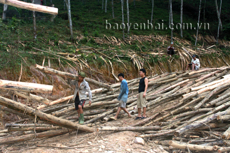 Nhờ phát triển kinh tế rừng, nhiều hộ dân xã Yên Thành đã có thu nhập ổn định. 
