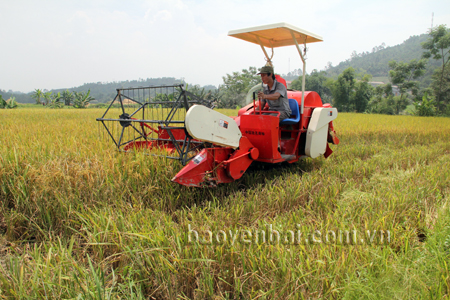 Nông dân Yên Bái đưa cơ giới hóa vào thu hoạch lúa, góp phần tăng hiệu quả sản xuất.
