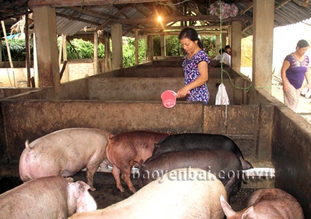 Chị Nguyễn Thị Ngọc ở tổ 7, phường Hợp Minh, thành phố Yên Bái chăm sóc đàn lợn.
