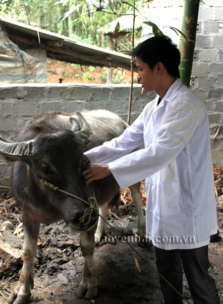 Tiêm phòng cho gia súc là biện pháp hữu hiệu trong phòng chống dịch bệnh.