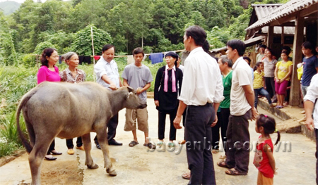 Hộ nghèo thôn 16, xã Lâm Giang được hỗ trợ trâu giống.

