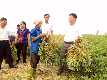 Chủ tịch UBND huyện Yên Bình Nguyễn Văn Trọng kiểm tra sản xuất lạc dưới cốt hồ Thác Bà.