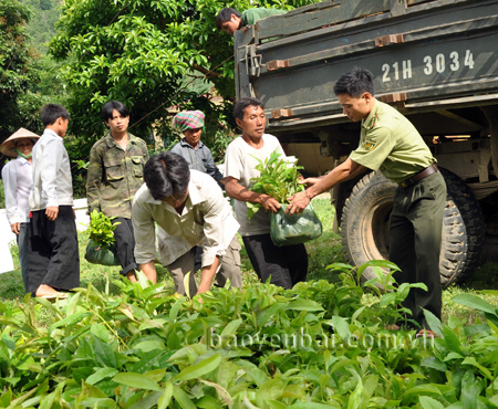 Vận chuyển cây giống phục vụ công tác trồng rừng ở huyện Văn Chấn.