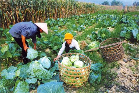 Nông dân Bản Hẻo, thị trấn Nông trường Nghĩa Lộ (Văn Chấn) thu hoạch bắp cải đem ra thị trường tiêu thụ. (Ảnh: Thanh Miền).
