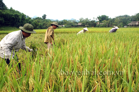 Nhờ các chính sách hỗ trợ, ở vùng cao của tỉnh đã hình thành các vùng trồng lúa với quy mô sản xuất hàng hóa.