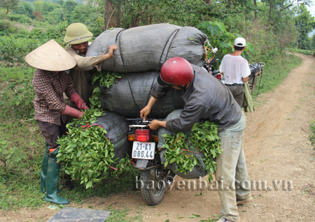 Người dân vận chuyển chè búp tươi đến nhà máy.

