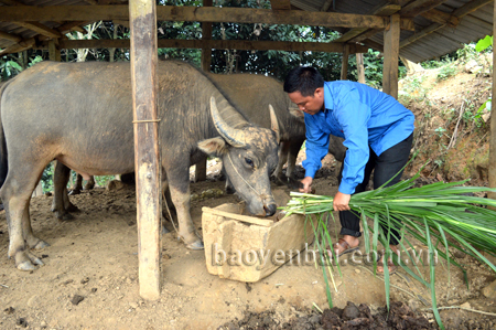 Nhiều hộ nông dân ở huyện Trạm Tấu tích cực dự trữ thức ăn cho gia súc trong mùa đông.