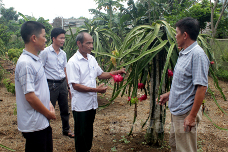 Người dân vùng đặc biệt khó khăn xã Mỹ Gia trồng thanh long tăng thu nhập cho kinh tế hộ gia đình.
