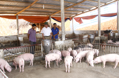 Anh Đỗ Trọng Lưu (bên trái) giới thiệu với lãnh đạo xã Đại Lịch  về quy trình chăn nuôi lợn khép kín của gia đình.
