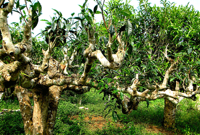 Chè Suối Giàng. Ảnh minh họa