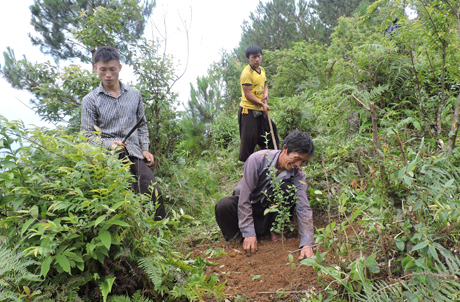 Gia đình anh Giàng A Tồng chăm sóc rừng.
