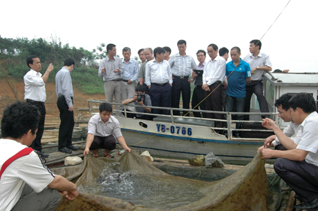 Mô hình nuôi cá ngạnh trên hồ Thác Bà mang lại hiệu quả kinh tế cao.
