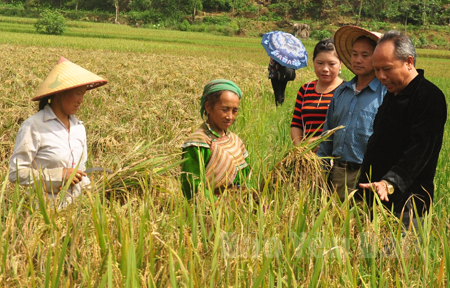 Lãnh đạo xã Nà Hẩu kiểm tra sản xuất và chỉ đạo bà con thu hoạch lúa.