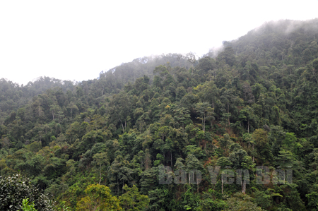 Người dân xã Làng Nhì, huyện Trạm Tấu làm tốt công tác bảo vệ rừng.
