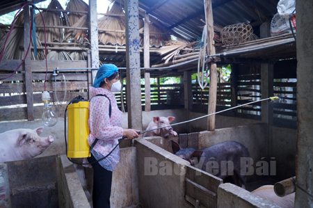 Cán bộ thú y xã Tân Hương, huyện Yên Bình phun thuốc tiêu độc, khử trùng phòng, chống dịch bệnh cho đàn vật nuôi.