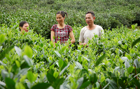 Những đồi chè vào đông nhưng được thâm canh tốt vẫn cho người dân Khe Năm nguồn thu nhập đáng kể.
