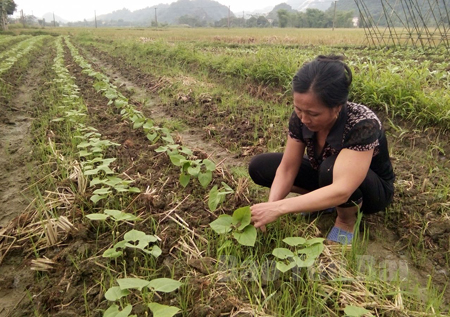 Bà Vũ Thị Dung, thôn Trung Tâm, xã Liễu Đô chăm sóc ruộng đỗ.