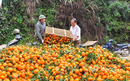 Người dân thị trấn Nông trường Trần Phú thu hoạch cam. 
(Ảnh: Quang Thiều)