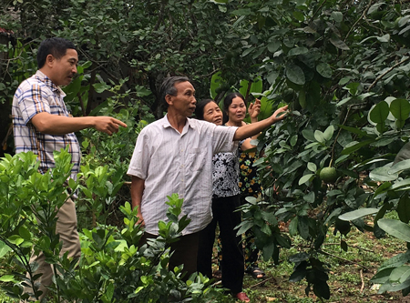 Lãnh đạo xã Hán Đà kiểm tra chất lượng các vườn cây ăn quả trên địa bàn.