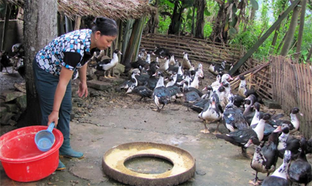 Gia đình ông Hoàng Văn Mậu, thôn Sơn Bắc chăn nuôi gia cầm quy mô lớn.
