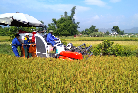 Thu hoạch lúa tại xã Thanh Lương.
