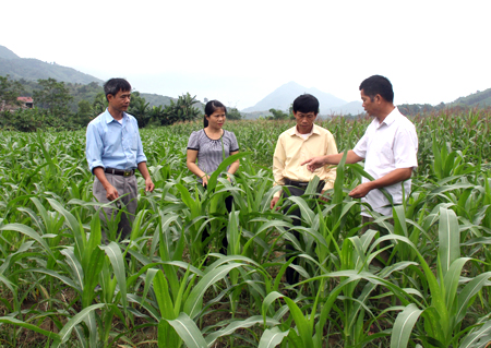Lãnh đạo xã Minh Chuẩn kiểm tra phát triển sản xuất nông nghiệp. 

