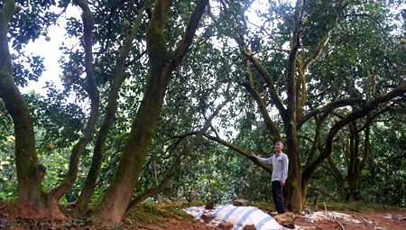 Vườn bưởi của ông Nguyễn Văn Đông có 17 gốc bưởi già, mang lại thu nhập cao.